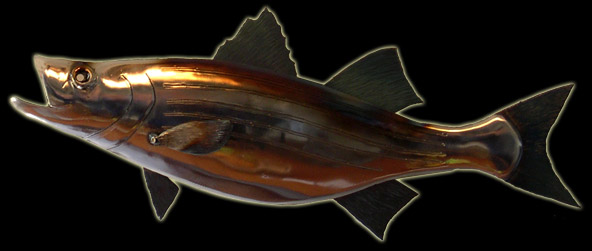 Striped Bass or Rockfish